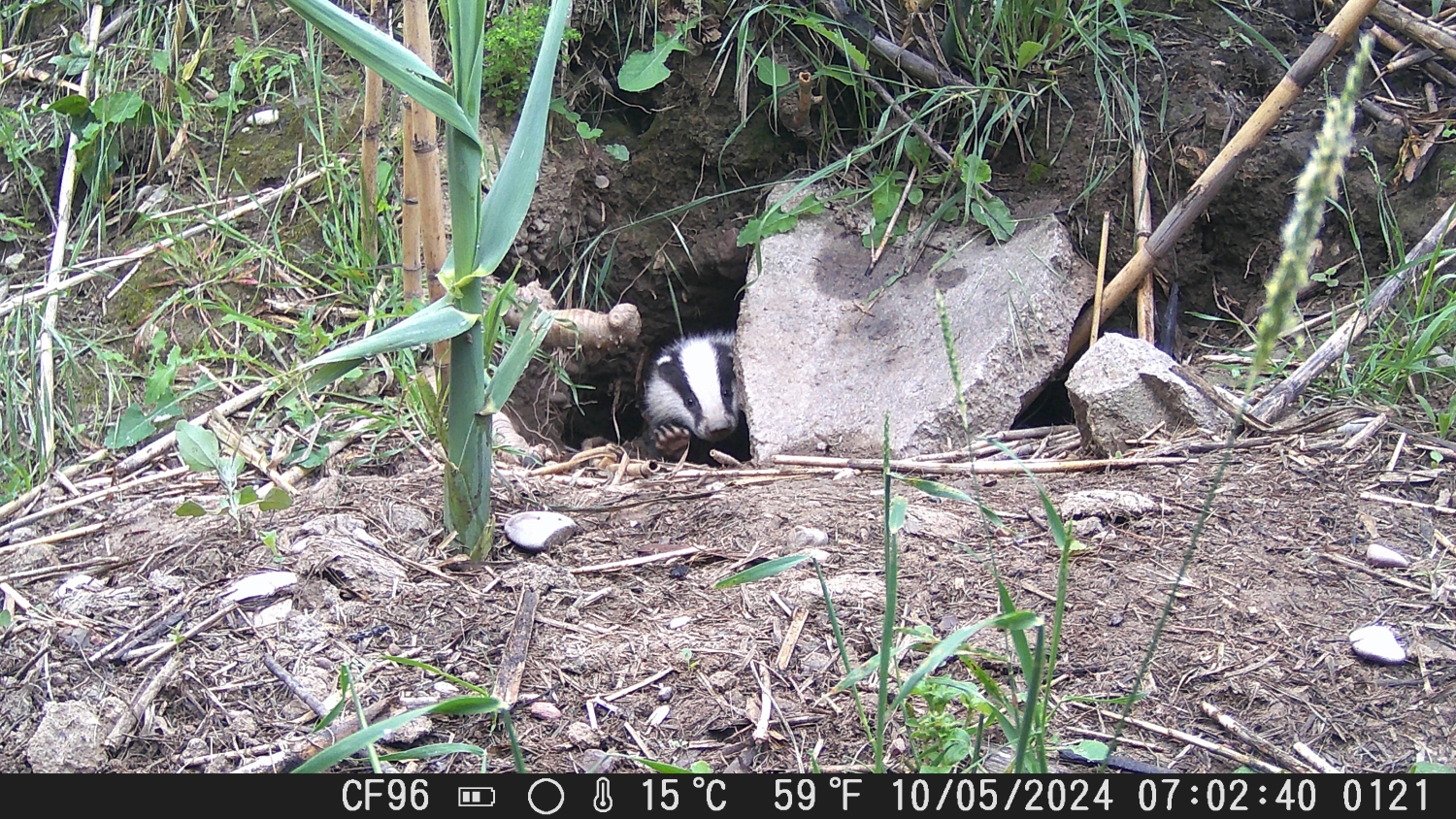 A M meles puppy getting out of its burrow.jpg